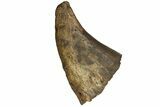 Triceratops Nose Horn - North Dakota #153676-1